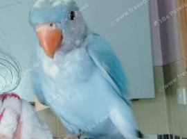 Beautiful blue ring neck