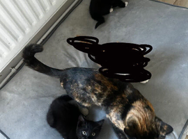 2 black and white kittens