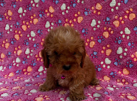 Cockapoo F2 puppies girls and boy available