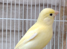 2 well bred raza canerys  this year's birds