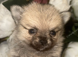 Stunning Pomchi Puppies
