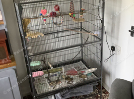 For sale bonded lovebirds