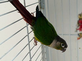 1 Year Old Male DNA-Tested Green Cheek Conure