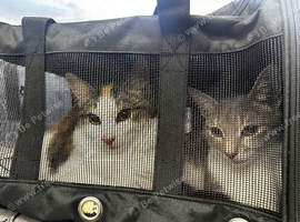 2 kittens for adoption