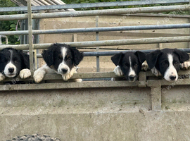 Gorgeous Border Collie Puppies
