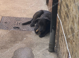 Cane Corso Female 6 months old
