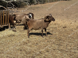 Soay Rams for sale