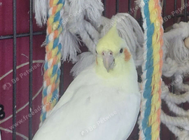HEN/GIRL Lutino cockatiel