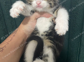 Beautiful docile boy