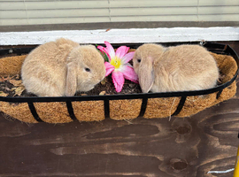 Beautiful mini lop babes