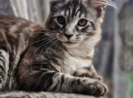 Adorable maincoon kitten