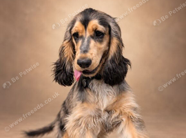 Show cocker female