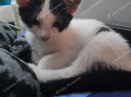 9 wk old male kitten needs forever loving home
