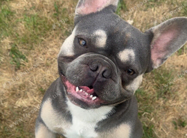 French bulldog for stud
