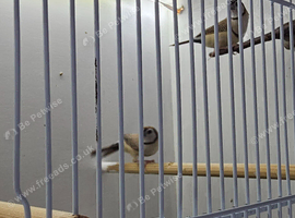 2 Fawn Owl Finches