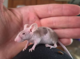 Male and female mice including hairless
