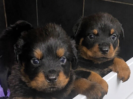 READY NOW Rottweiler puppies 5 left