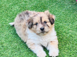 Shetland sheepdog cross Shih Tzu puppies