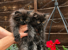 Persian kittens for sale