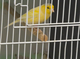 Male canary