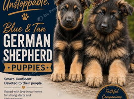 Blue and tan german shepherd puppies
