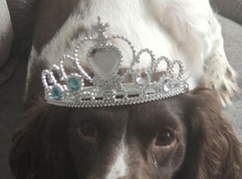 3 year old  recuse called roxie