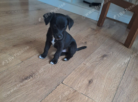 Patterjack