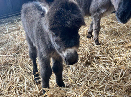 Adorable Miniature Mediterranean Jack
