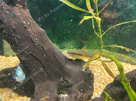 Siamese algae eaters.