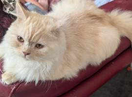 6 month old Persian cat