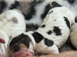 STUNNING KC Show-type cocker spaniel