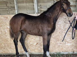 Filly foal to make 16hh approx