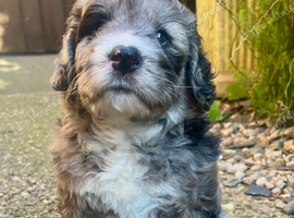 Chocolate Merle SaintBerdoodle, Beautiful Rare F1 READY NOW!!!!