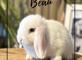 Mini Lop  looking for loving homes