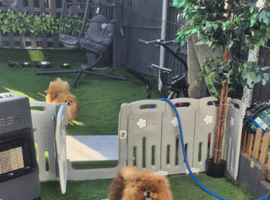 Pomeranian female for sale