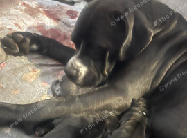 Puppies cane Corso X staff