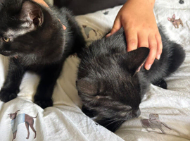 2 Black male kittens for sale