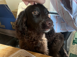 Chocolate working cocker spaniel for stud