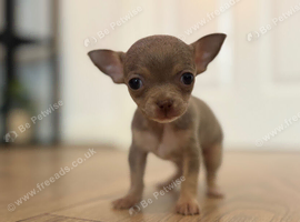 Tiny female chihuahua puppies
