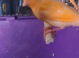 Beautiful bird