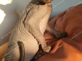 canadian sphynx