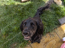 Loving home needed - cocker spaniel.