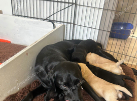 6 Labrador pups