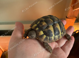 A baby Herman tortoise and his home for sale