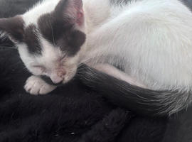 Loving kittens