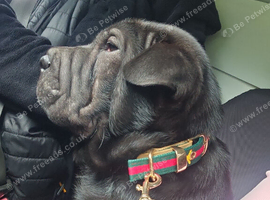 Fawn shar pei