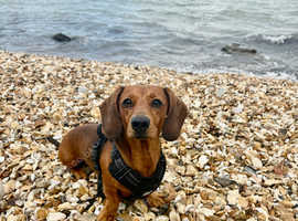 STUD Miniature dachshund