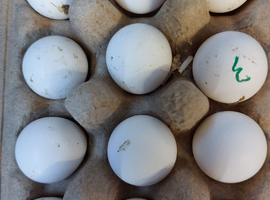 Snowflake bobwhite hatching eggs