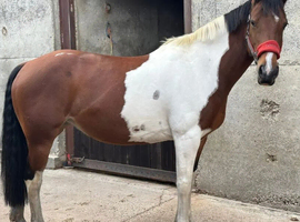 5-Year-Old Irish Draught Mare