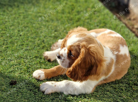 KC Cavalier King Charles Spaniel!